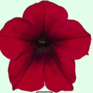 AL.RED VELVET